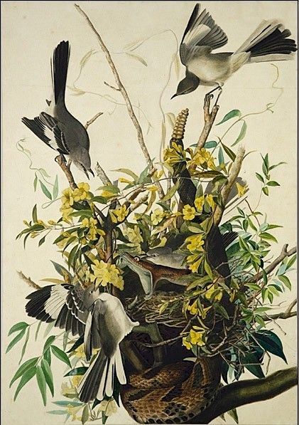 John James Audubon Mocking Bird